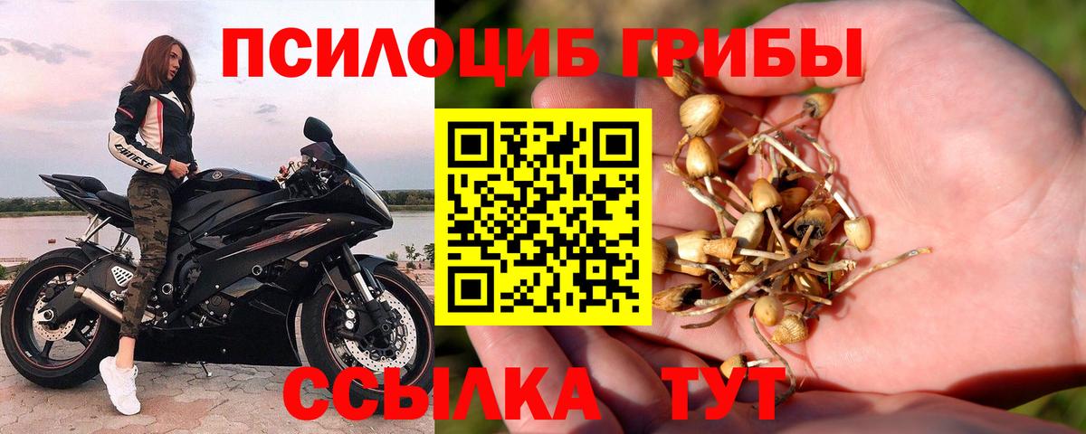 Балтийск  Псилоцибиновые грибы Psilocybine cubensis  Вход с VPN 